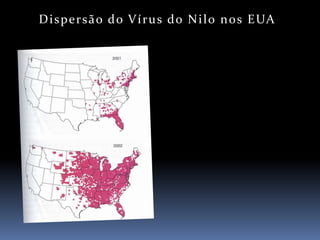 D i s p e r s ã o d o V í r u s d o N i l o n o s E UA
 