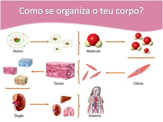 Como se organiza o teu corpo?ÁtomoMoléculaCélulaTecidoSistemaÓrgão