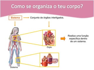 ÓrgãoSistemaConjunto de órgãos interligados.SistemaRealiza uma função específica dentro de um sistema.Como se organiza o teu corpo?