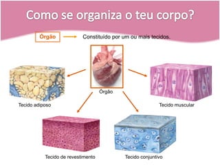ÓrgãoTecido muscularTecido adiposoTecido conjuntivoTecido de revestimentoÓrgãoConstituído por um ou mais tecidos.Como se organiza o teu corpo?