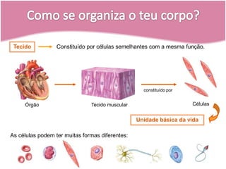 constituído porCélulasTecido muscularÓrgãoConstituído por células semelhantes com a mesma função.TecidoUnidade básica da vidaAs células podem ter muitas formas diferentes: Como se organiza o teu corpo?