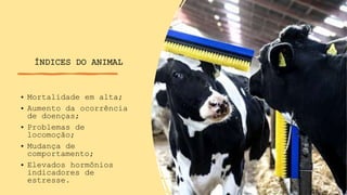 ÍNDICES DO ANIMAL
• Mortalidade em alta;
• Aumento da ocorrência
de doenças;
• Problemas de
locomoção;
• Mudança de
comportamento;
• Elevados hormônios
indicadores de
estresse.
 