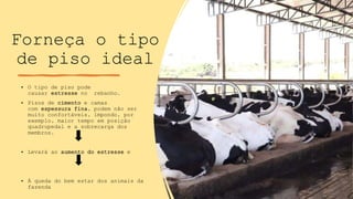 Forneça o tipo
de piso ideal
• O tipo de piso pode
causar estresse no rebanho.
• Pisos de cimento e camas
com espessura fina, podem não ser
muito confortáveis, impondo, por
exemplo, maior tempo em posição
quadrupedal e a sobrecarga dos
membros.
• Levará ao aumento do estresse e
• À queda do bem estar dos animais da
fazenda
 