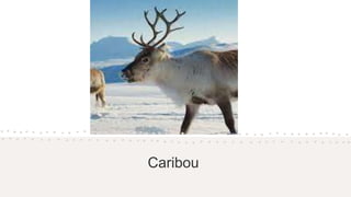 Caribou
 