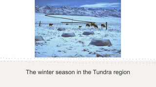 The winter season in the Tundra region
 