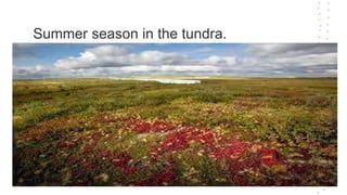 Summer season in the tundra.
 