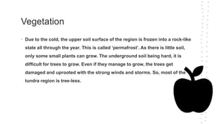 Vegetation
• Due to the cold, the upper soil surface of the region is frozen into a rock-like
state all through the year. This is called ‘permafrost’. As there is little soil,
only some small plants can grow. The underground soil being hard, it is
difficult for trees to grow. Even if they manage to grow, the trees get
damaged and uprooted with the strong winds and storms. So, most of the
tundra region is tree-less.
 