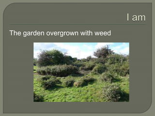 The garden overgrown with weed
 