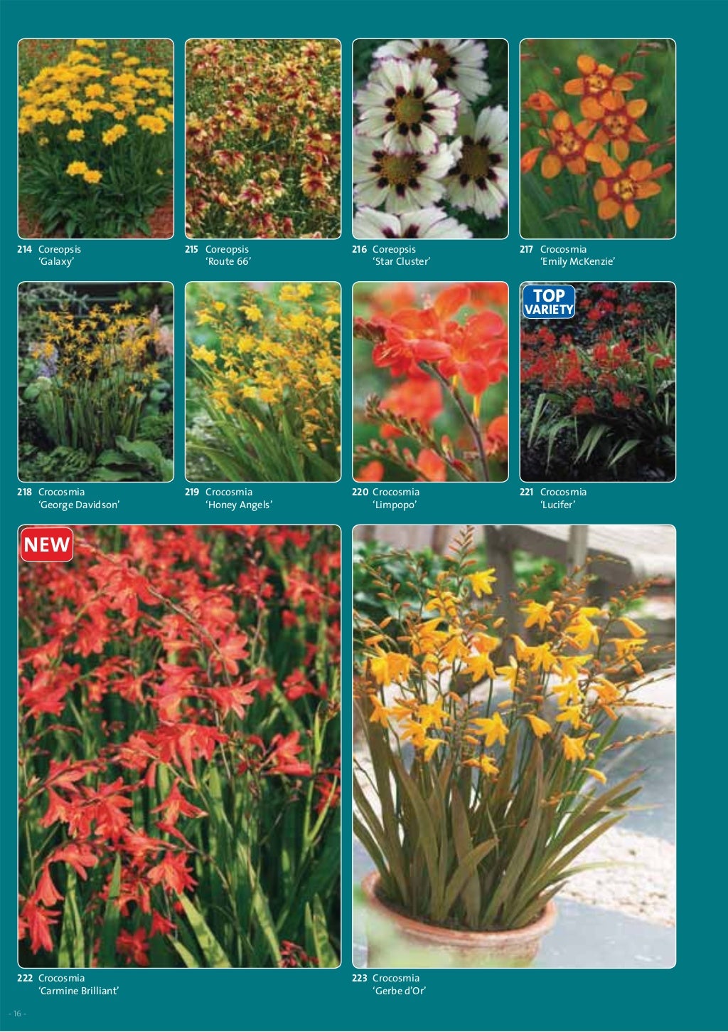 Садовые растения Darwin Plants весна 2014