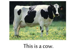 This is a cow.