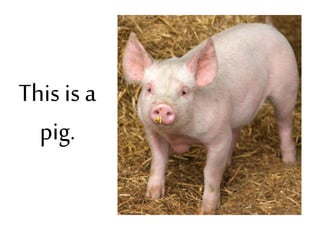 This is a
pig.