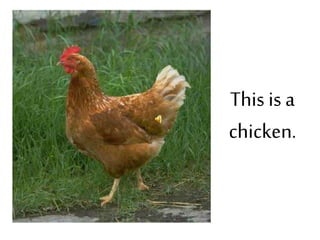 This is a
chicken.