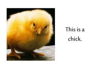 This is a
chick.