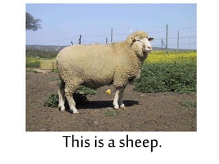 This is a sheep.
