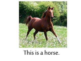 This is a horse.