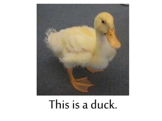 This is a duck.