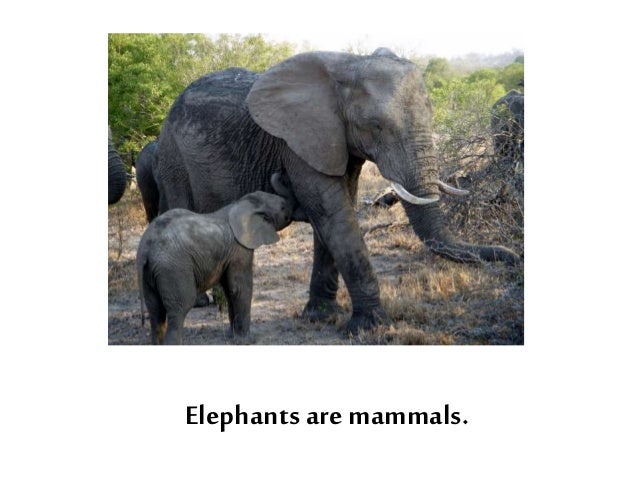 OVIPAROUS / VIVIPAROUS ANIMALS OVIPAROUS / VIVIPAROUS ANIMALS