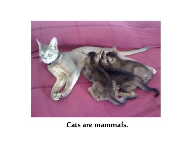 OVIPAROUS / VIVIPAROUS ANIMALS