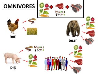OMNIVORES
hen
bear
pig
 