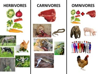 HERBIVORES CARNIVORES OMNIVORES
 