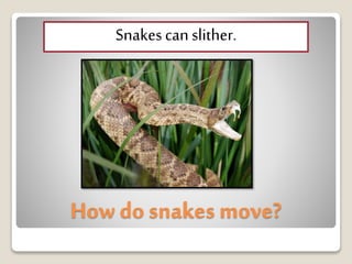 How do snakes move?
Snakescanslither.
 