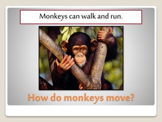 How do monkeys move?
Monkeyscanwalkandrun.
 