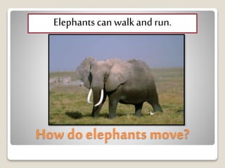 How do elephants move?
Elephantscan walkand run.
 
