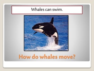 How do whales move?
Whalescanswim.
 