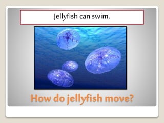 How do jellyfish move?
Jellyfishcanswim.
 