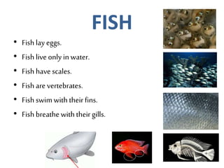 FISH
• Fish lay eggs.
• Fish live only inwater.
• Fish havescales.
• Fish are vertebrates.
• Fish swimwith theirfins.
• Fish breathe withtheirgills.
 