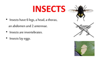 INSECTS
• Insects have 6legs, a head, a thorax,
an abdomen and 2 antennae.
• Insects are invertebrates.
• Insects lay eggs.
 