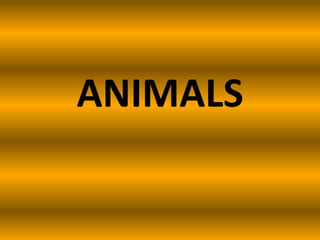 ANIMALS
 
