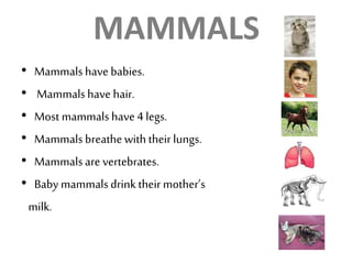 MAMMALS
• Mammalshavebabies.
• Mammalshave hair.
• Most mammalshave4 legs.
• Mammalsbreathewiththeirlungs.
• Mammalsare vertebrates.
• Baby mammalsdrink theirmother’s
milk.
 