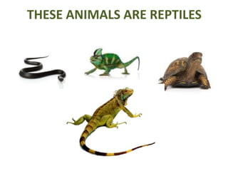THESE ANIMALS ARE REPTILES
 