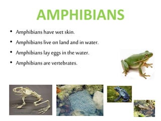 AMPHIBIANS
• Amphibians have wet skin.
• Amphibians live on land and in water.
• Amphibians lay eggs inthewater.
• Amphibians are vertebrates.
 