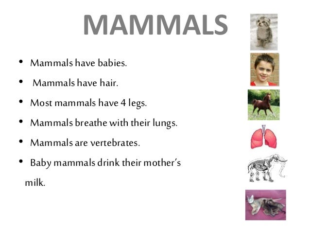 ANIMAL CHARACTERISTICS