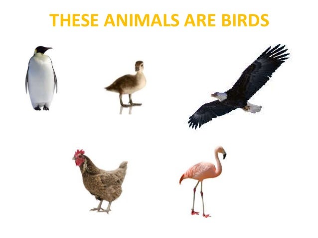 ANIMAL CHARACTERISTICS