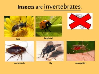 VERTEBRATE/INVERTEBRATE ANIMALS | PPTX
