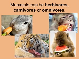 Mammals can be herbivores, 
carnivores or omnivores. 
 