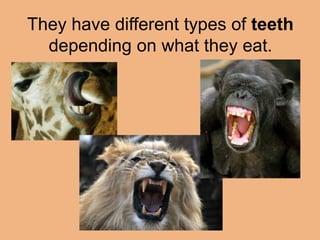 They have different types of teeth 
depending on what they eat. 
 