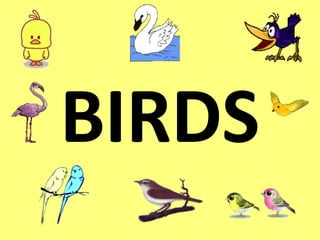 BIRDS 
 