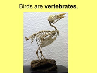 Birds are vertebrates. 
 