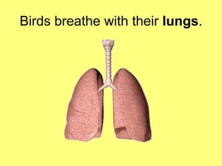 Birds breathe with their lungs. 
 