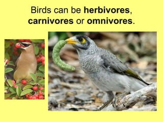 Birds can be herbivores, 
carnivores or omnivores. 
 