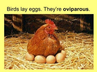 Birds lay eggs. They’re oviparous. 
 