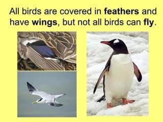 All birds are covered in feathers and 
have wings, but not all birds can fly. 
 