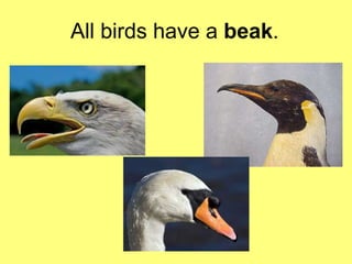 All birds have a beak. 
 