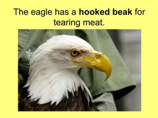 The eagle has a hooked beak for 
tearing meat. 
 
