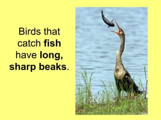Birds that 
catch fish 
have long, 
sharp beaks. 
 