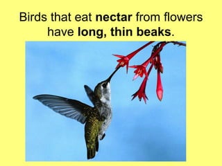 Birds that eat nectar from flowers 
have long, thin beaks. 
 